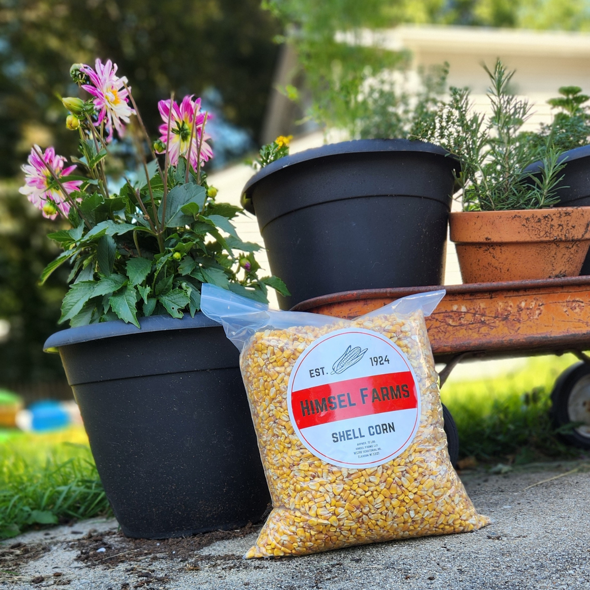 What Is Shell Corn Shelled Corn – Himsel Farms