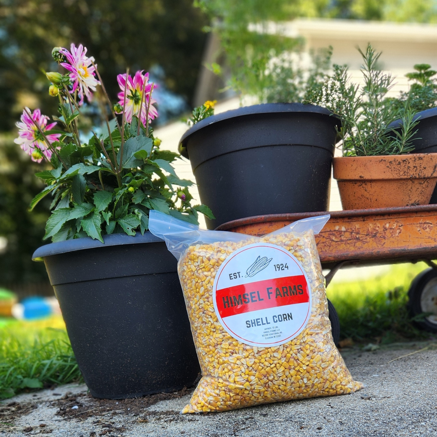 Shelled Corn – Himsel Farms